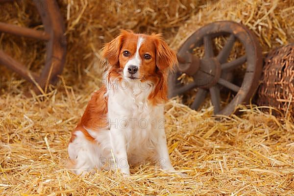 Kooikerhondje