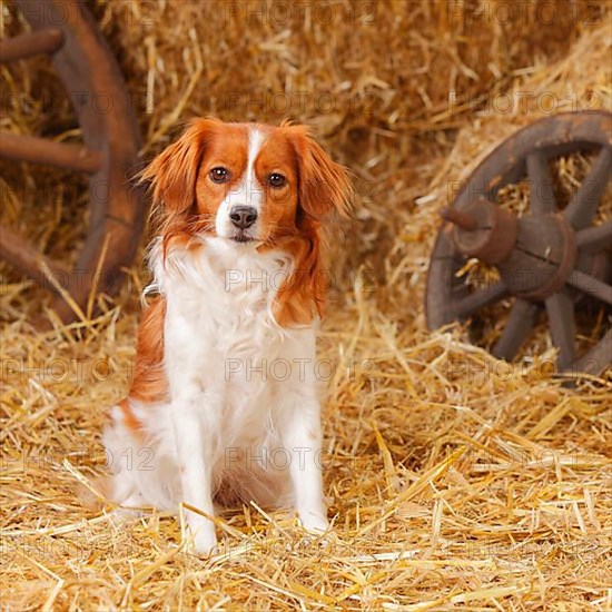 Kooikerhondje