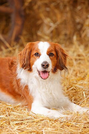 Kooikerhondje