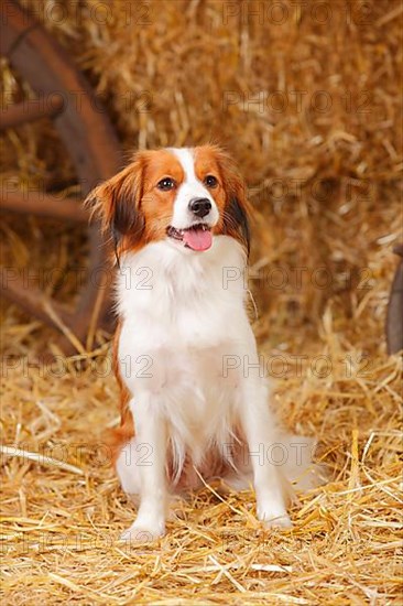 Kooikerhondje