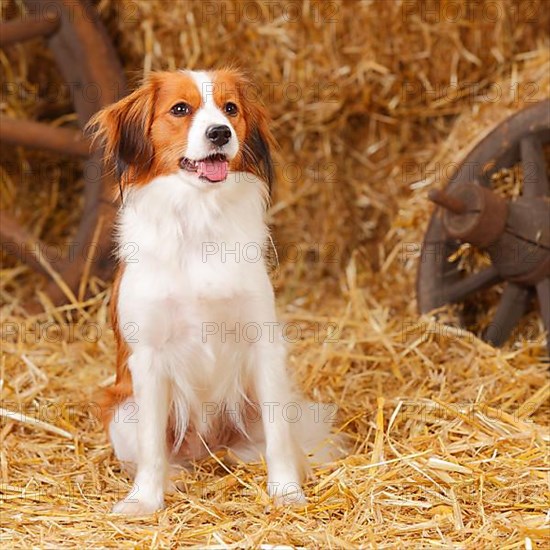 Kooikerhondje