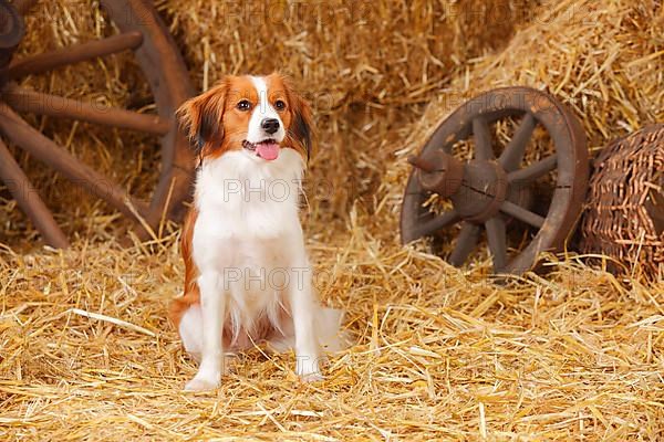 Kooikerhondje