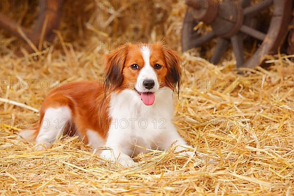 Kooikerhondje