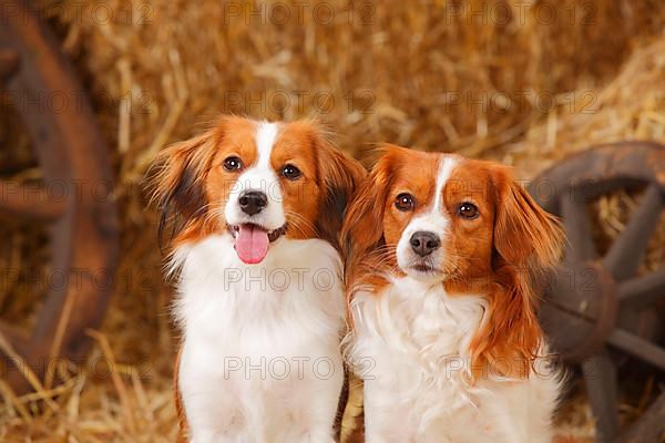 Kooikerhondje