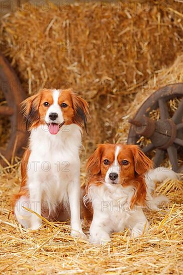 Kooikerhondje