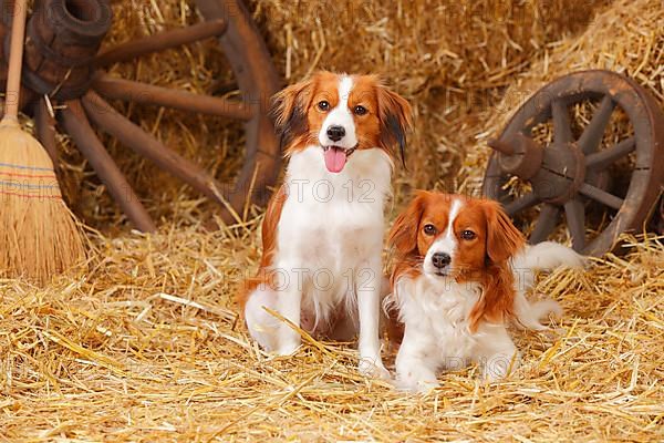 Kooikerhondje