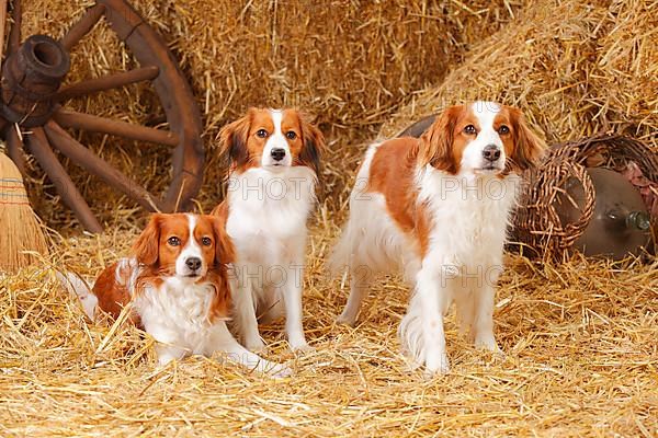 Kooikerhondje