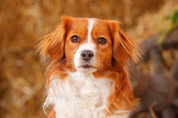 Kooikerhondje