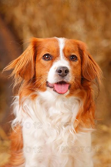 Kooikerhondje