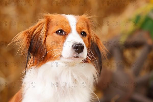 Kooikerhondje