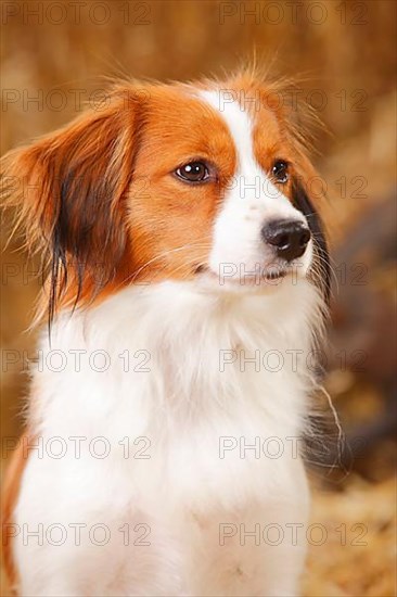 Kooikerhondje