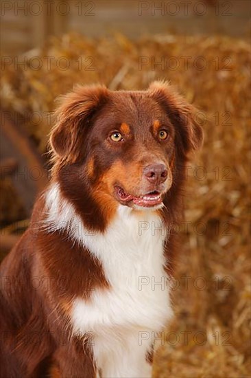 Australian Shepherd