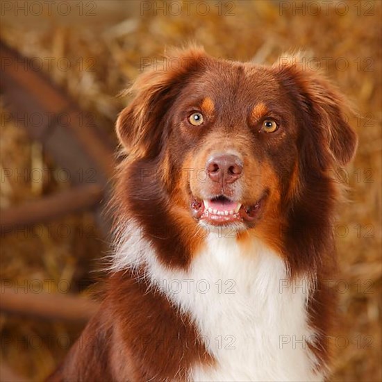 Australian Shepherd