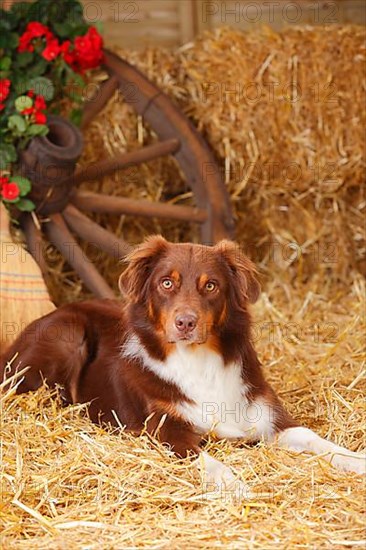 Australian Shepherd