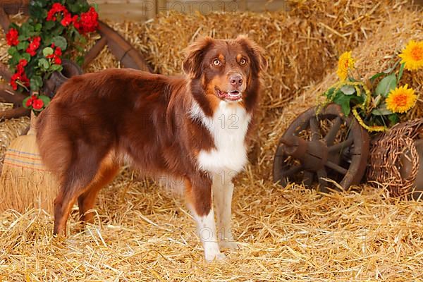 Australian Shepherd