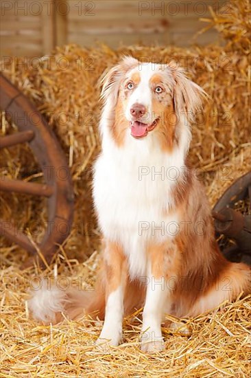 Australian Shepherd