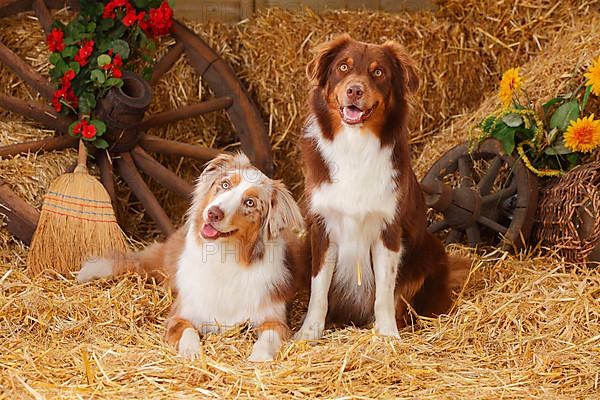 Australian Shepherd