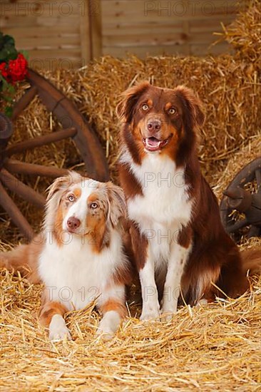 Australian Shepherd