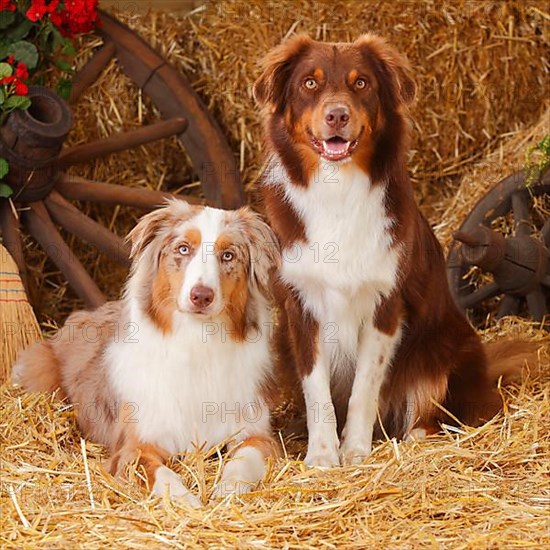 Australian Shepherd