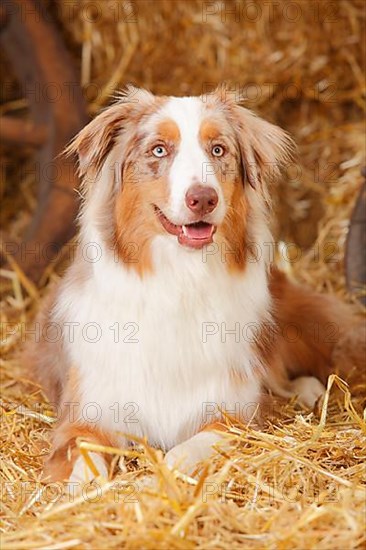 Australian Shepherd