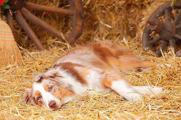 Australian Shepherd