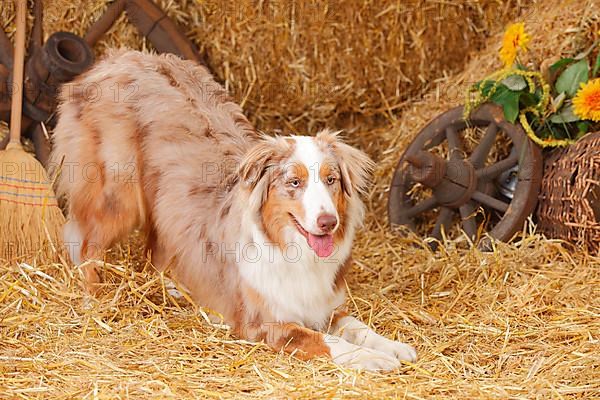 Australian Shepherd