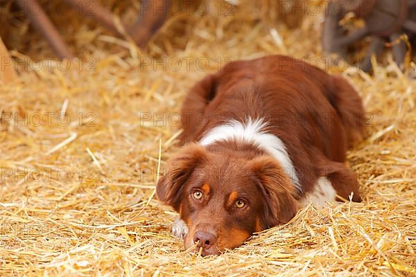 Australian Shepherd