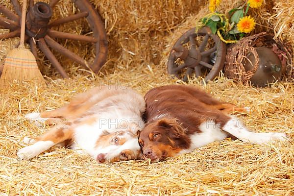 Australian Shepherd