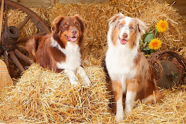 Australian Shepherd