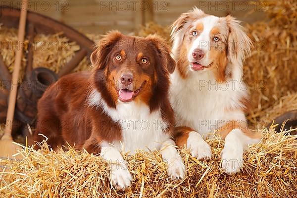 Australian Shepherd