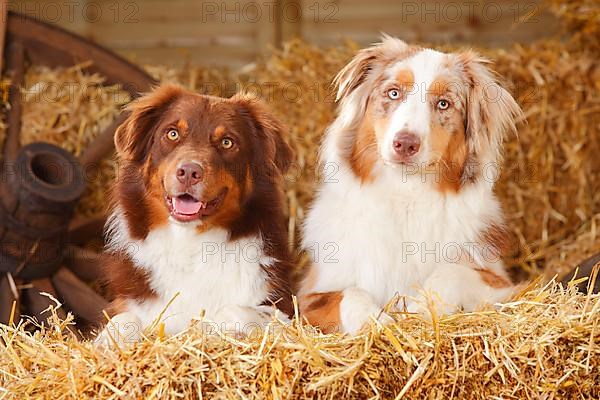 Australian Shepherd