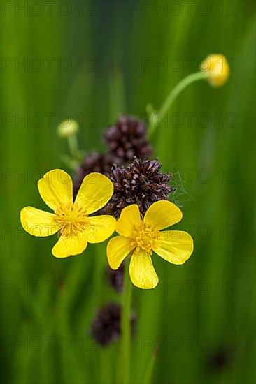 Meadow buttercup