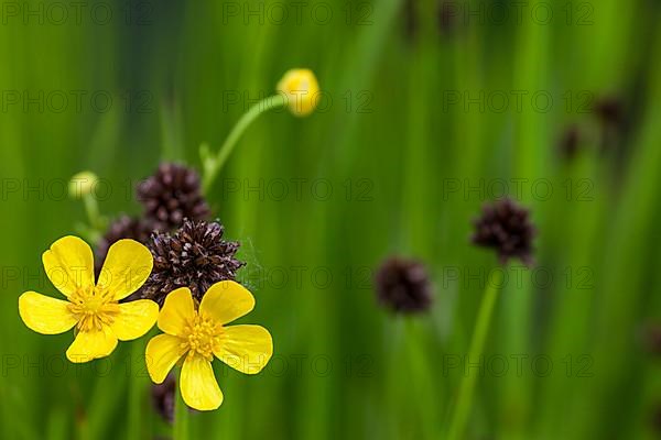 Meadow buttercup