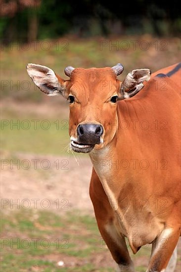 Banteng