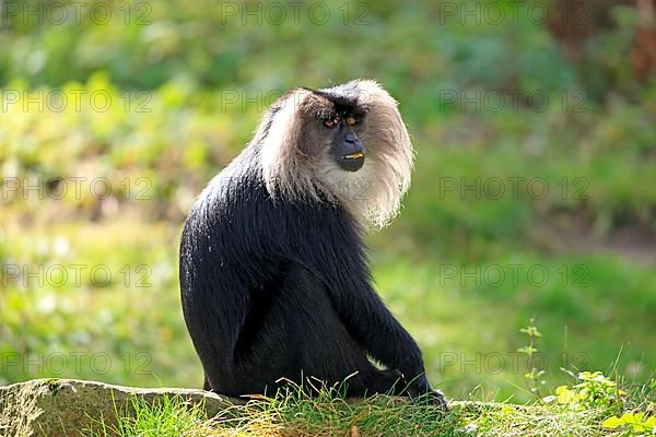 Lion-tailed macaque