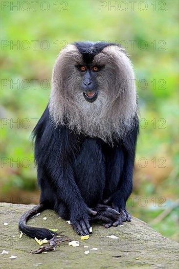 Lion-tailed macaque