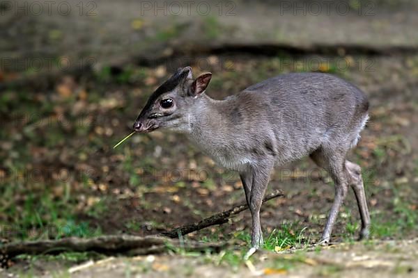 Blue Duiker