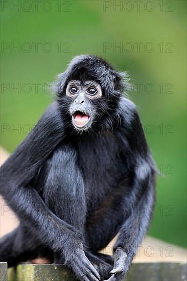 Black-Headed Spider Monkey