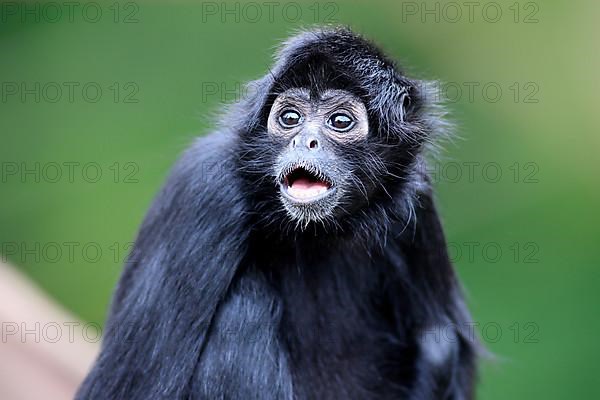 Black-Headed Spider Monkey