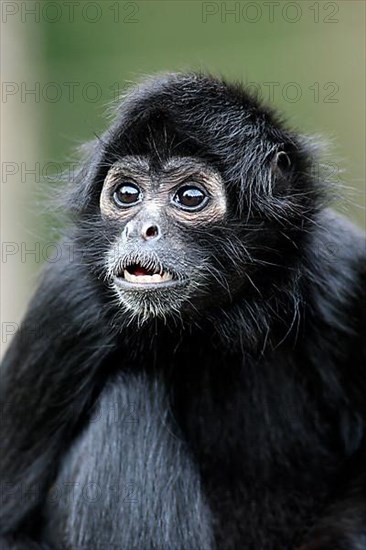 Black-Headed Spider Monkey