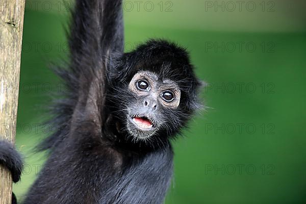 Black-Headed Spider Monkey