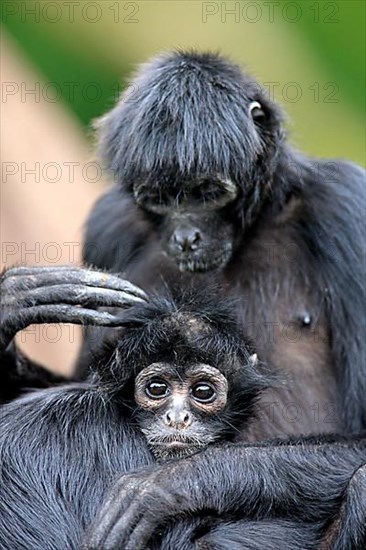 Black-Headed Spider Monkey