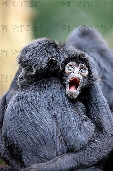 Black-Headed Spider Monkey