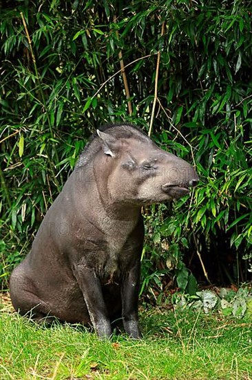 Brazilian tapir