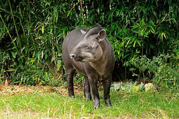 Brazilian tapir