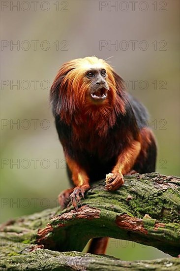 Golden-headed lion tamarin