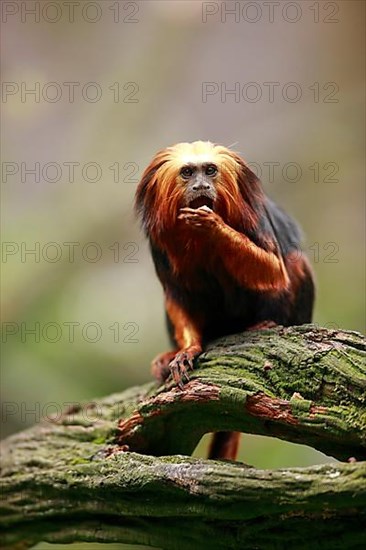 Golden-headed lion tamarin