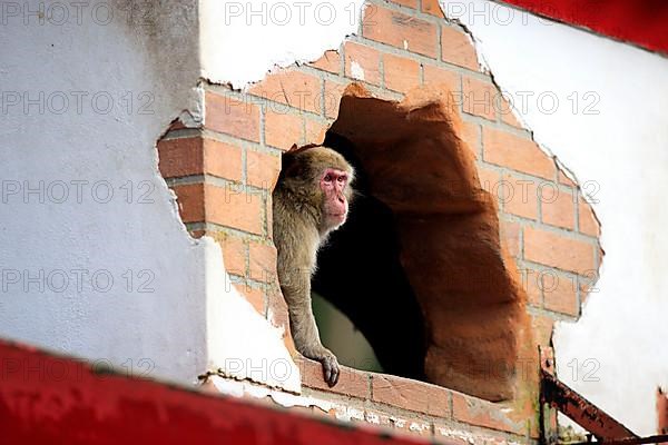 Japanese japanese macaque