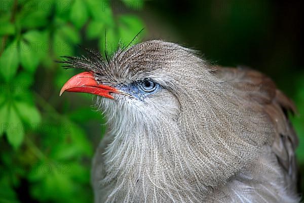 Red-legged Seriema