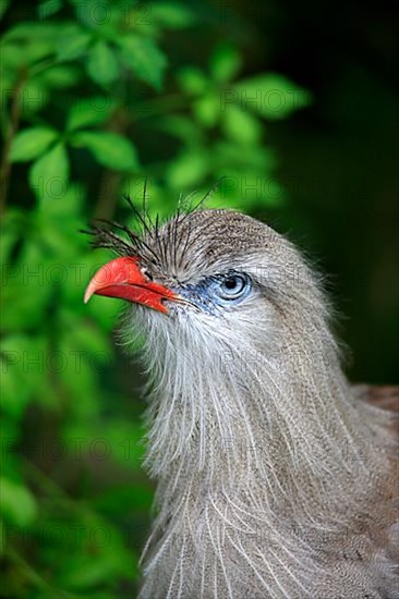 Red-legged Seriema